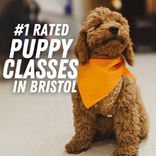 Load image into Gallery viewer, Puppy Classes in Bristol