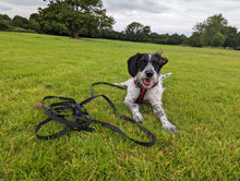 Load image into Gallery viewer, Dog with black 5 meter long line