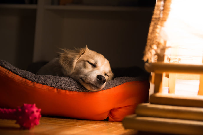 How to Train Your Puppy to Sleep Through the Night