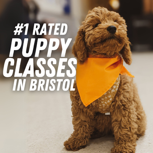 Puppy Classes in Bristol