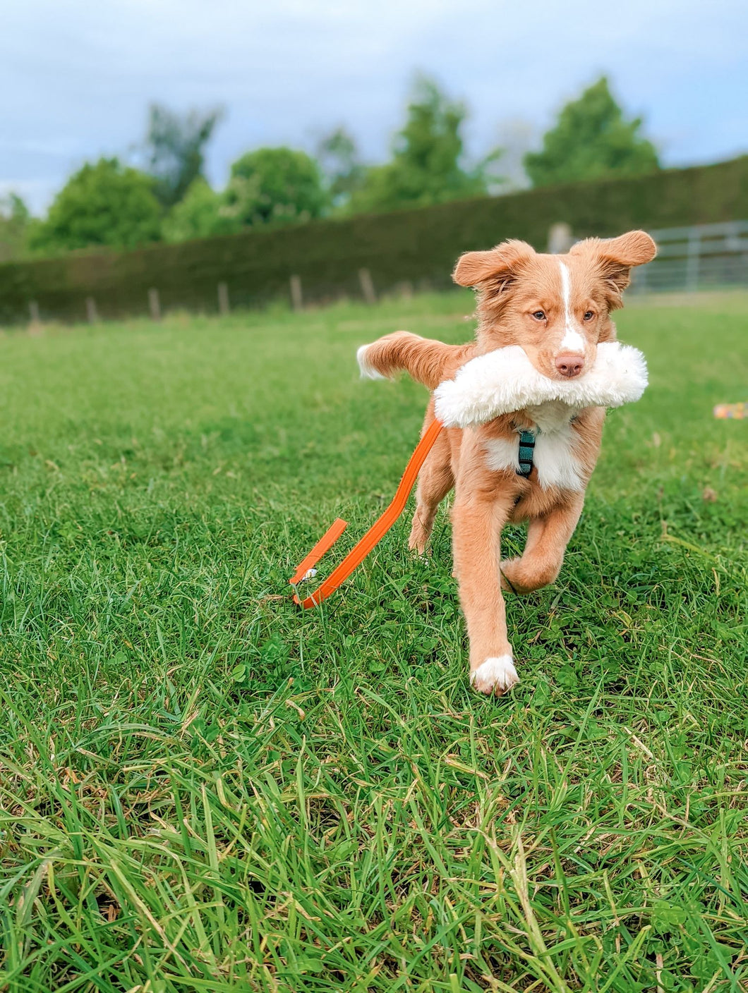 Retriever puppy with sheepskin chaser toy