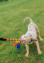 Load image into Gallery viewer, XL Bully puppy tugging on bungee tug toy
