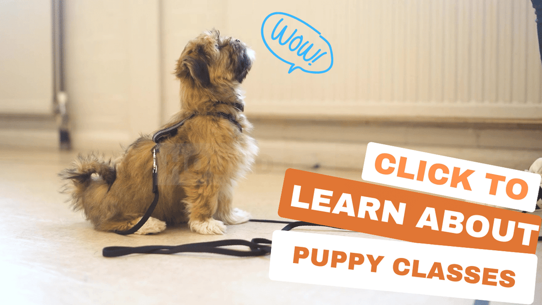 A short video introduction to our puppy classes in Bristol